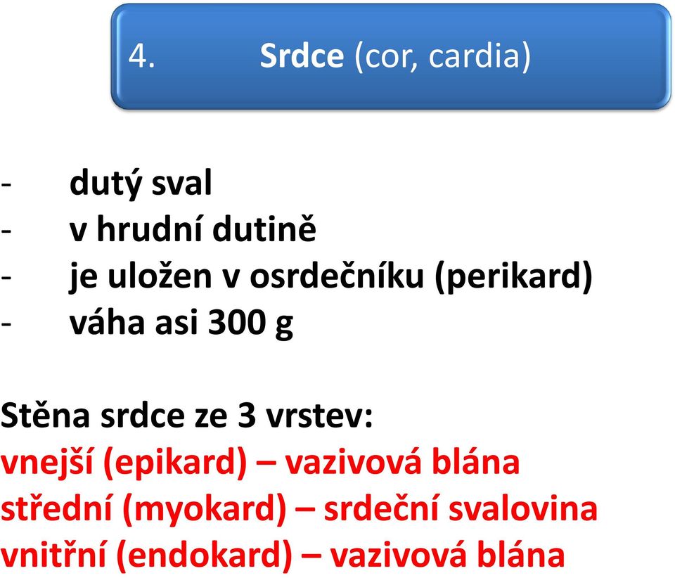 srdce ze 3 vrstev: vnejší (epikard) vazivová blána