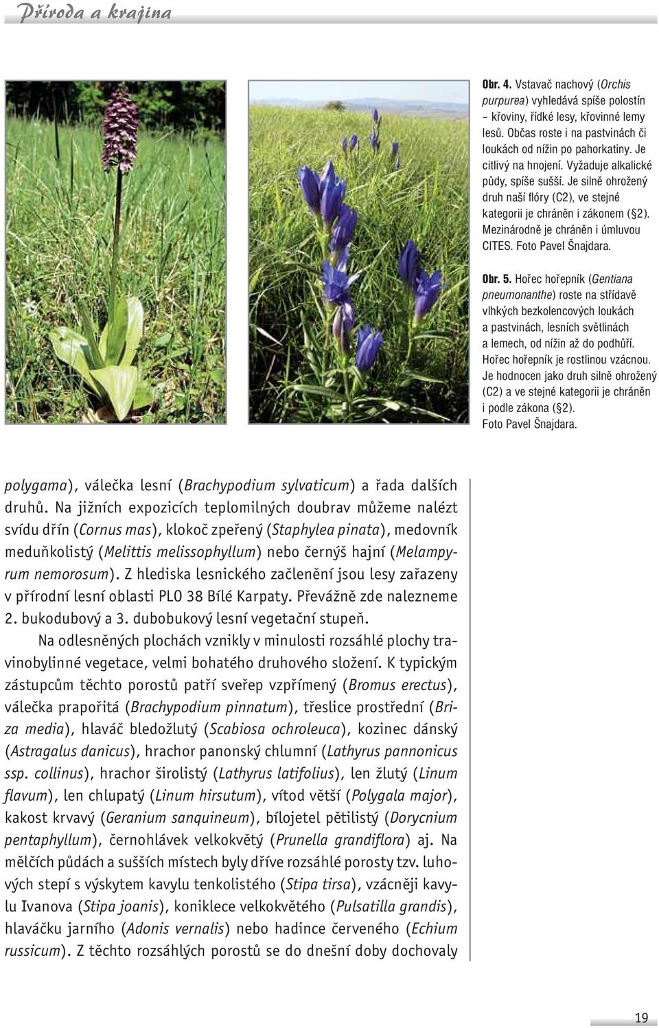 Foto Pavel Šnajdara. Obr. 5. Hořec hořepník (Gentiana pneumonanthe) roste na střídavě vlhkých bezkolencových loukách a pastvinách, lesních světlinách a lemech, od nížin až do podhůří.