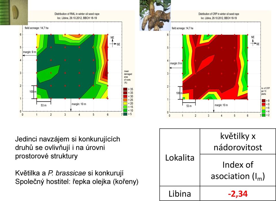 brassicae si konkurují Společný hostitel: řepka olejka