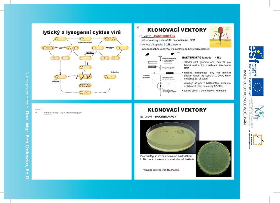 KLONOVACÍ VEKTORY B) Virové - BAKTERIOFÁGY cos Bakteriofág se rozpěstovává na bakteriálním koláči popř. v tekuté suspenzi vhodné baktérie lýzované bakterie tvoří tzv.