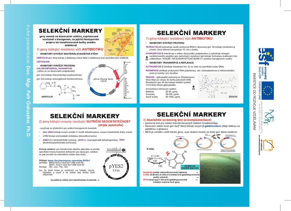 CHLORAMFENIKOL, KANAMYCIN (vážou se na ribozomální podjednotky) gen Cml kóduje chloramfenikol acyltransferasu gen Kan kóduje aminoglykosid fosfotransferasu AMPICILIN SELEKČNÍ MARKERY 2) geny kódující