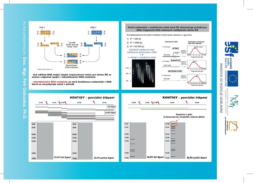 5 kb full digest partial digest Počet nukleotidů v restrikčním místě dané RE determinuje průměrnou délku fragmentů DNA získaných naštěpením danou RE jjj Pravděpodobnost že dané restrikční místo bude