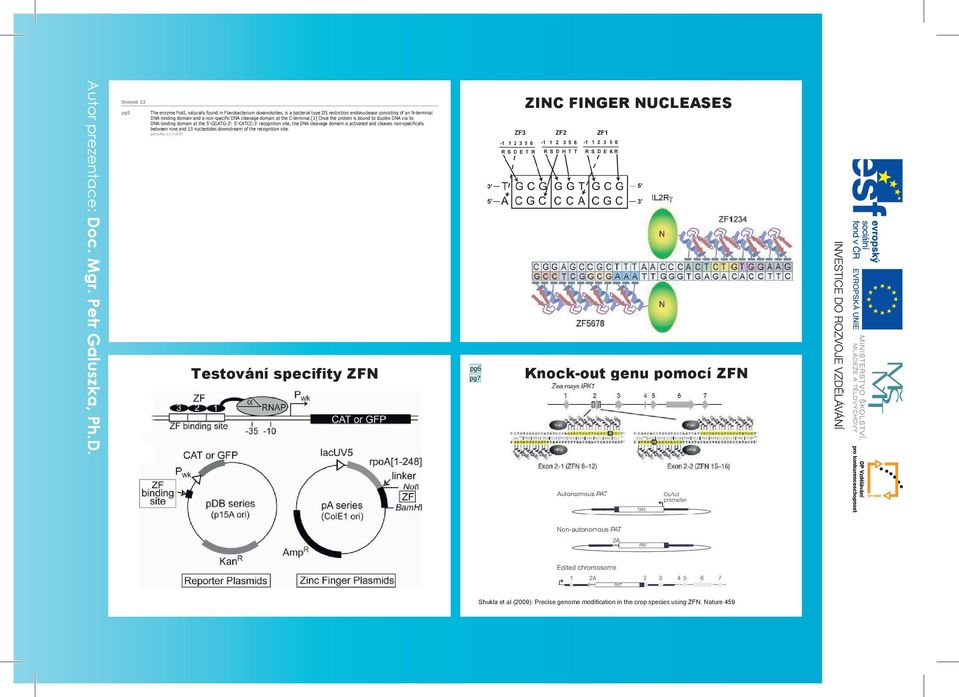 [1] Once the protein is bound to duplex DNA via its DNA-binding domain at the 5'-GGATG-3': 5'-CATCC-3' recognition site, the DNA cleavage domain is activated and