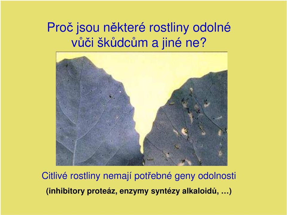 Citlivé rostliny nemají potřebné geny