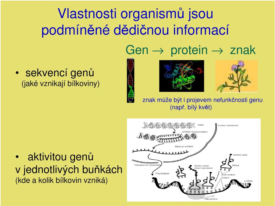 znak může být i projevem nefunkčnosti genu (např.