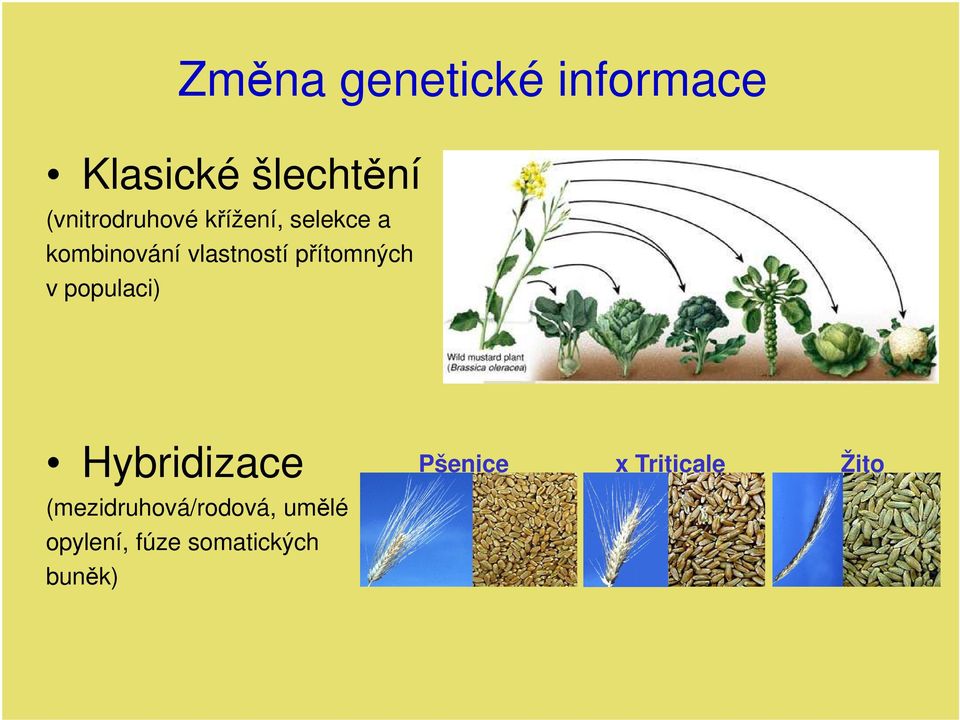 vlastností přítomných v populaci) Hybridizace Pšenice x