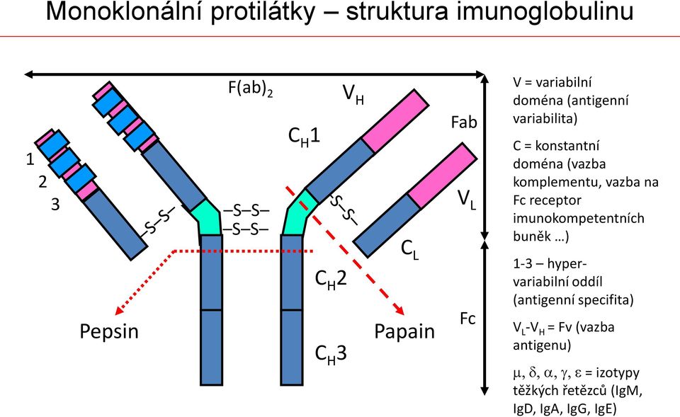 (vazba komplementu, vazba na Fc receptor imunokompetentních buněk ) 1-3 hypervariabilní oddíl