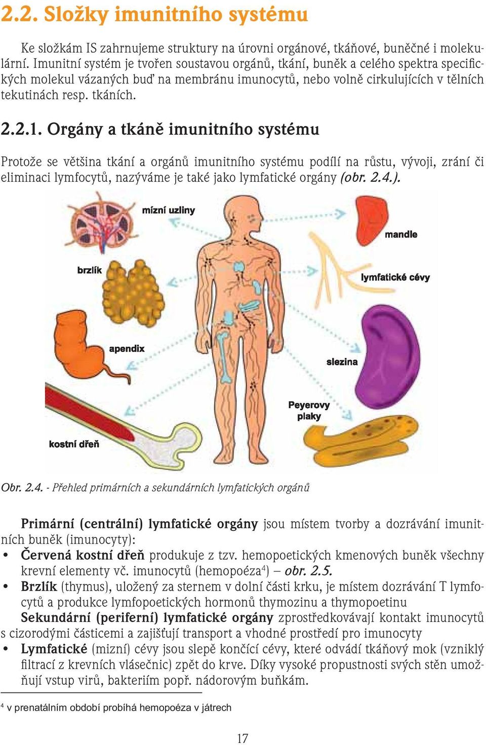 Orgány a tkáně imunitního systému Protože se většina tkání a orgánů imunitního systému podílí na růstu, vývoji, zrání či eliminaci lymfocytů, nazýváme je také jako lymfatické orgány (obr. 2.4.). Obr.