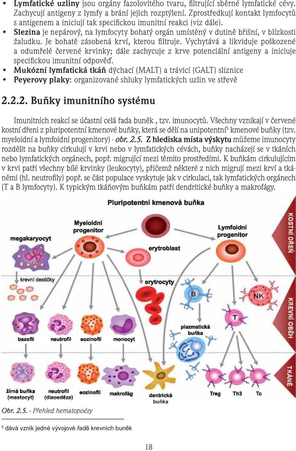 Je bohatě zásobená krví, kterou fi ltruje. Vychytává a likviduje poškozené a odumřelé červené krvinky; dále zachycuje z krve potenciální antigeny a iniciuje specifi ckou imunitní odpověď.