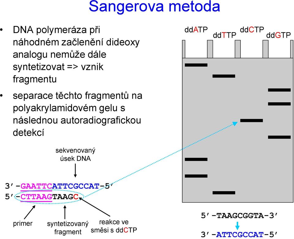 následnou autoradiografickou detekcí ddatp ddttp ddctp ddgtp sekvenovaný úsek DNA 3