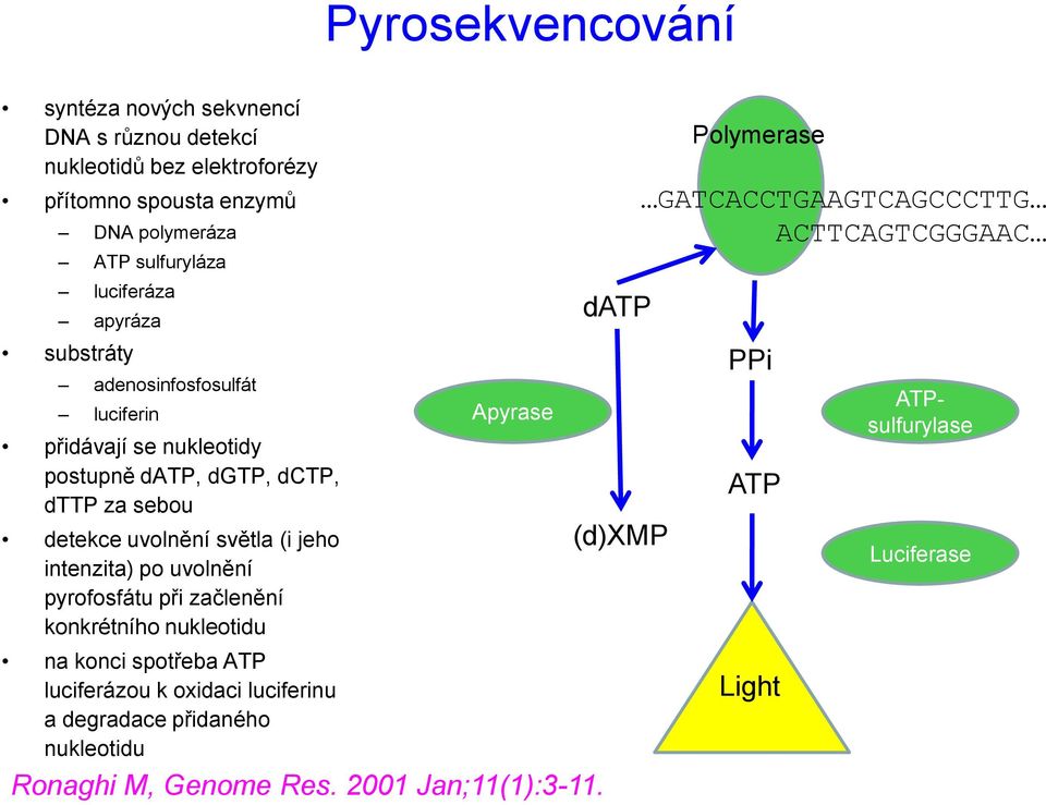 jeho intenzita) po uvolnění pyrofosfátu při začlenění konkrétního nukleotidu na konci spotřeba ATP luciferázou k oxidaci luciferinu a degradace přidaného
