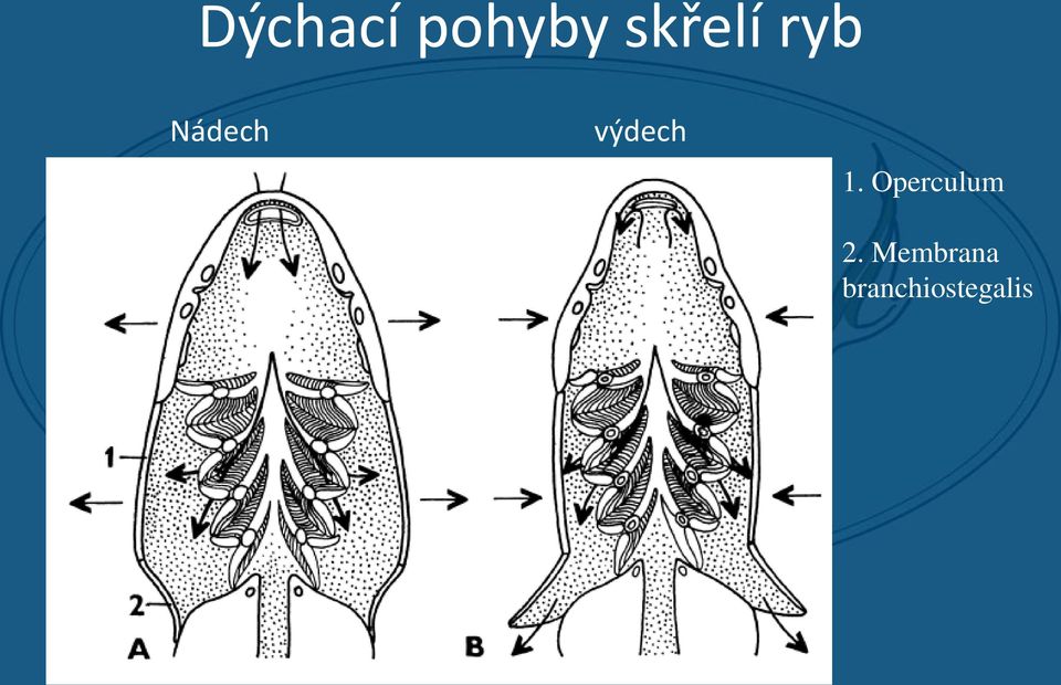 výdech 1.