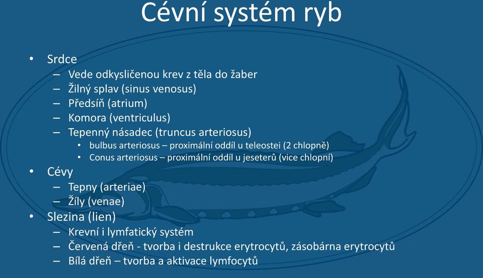 arteriosus proximální oddíl u jeseterů (vice chlopní) Cévy Tepny (arteriae) Žíly (venae) Slezina (lien) Krevní i