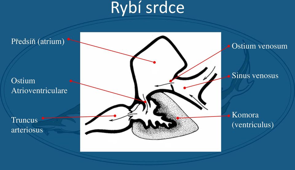 Atrioventriculare Sinus