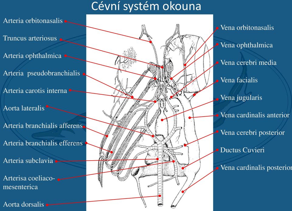 coeliacomesenterica Aorta dorsalis Cévní systém okouna Vena orbitonasalis Vena ophthalmica Vena cerebri media