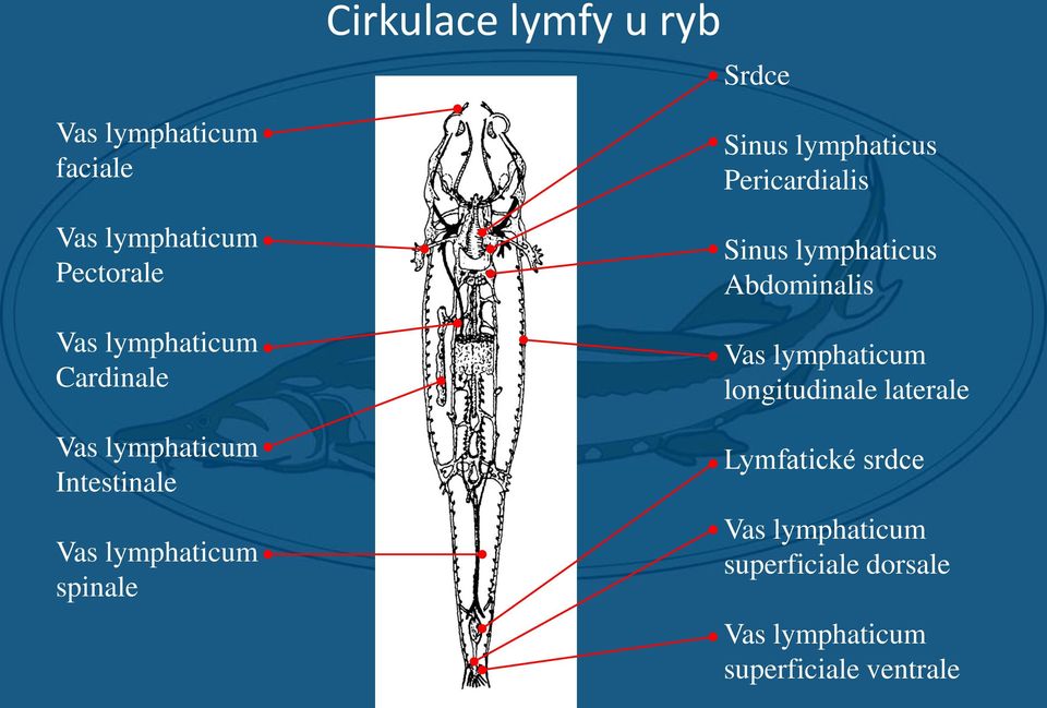 lymphaticus Pericardialis Sinus lymphaticus Abdominalis Vas lymphaticum longitudinale