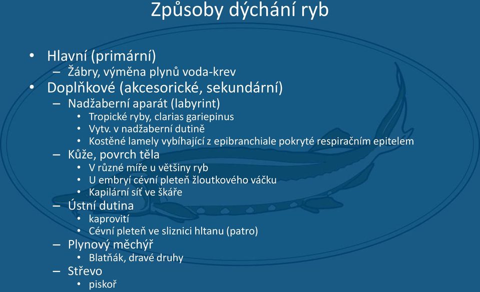 v nadžaberní dutině Kostěné lamely vybíhající z epibranchiale pokryté respiračním epitelem Kůže, povrch těla V různé