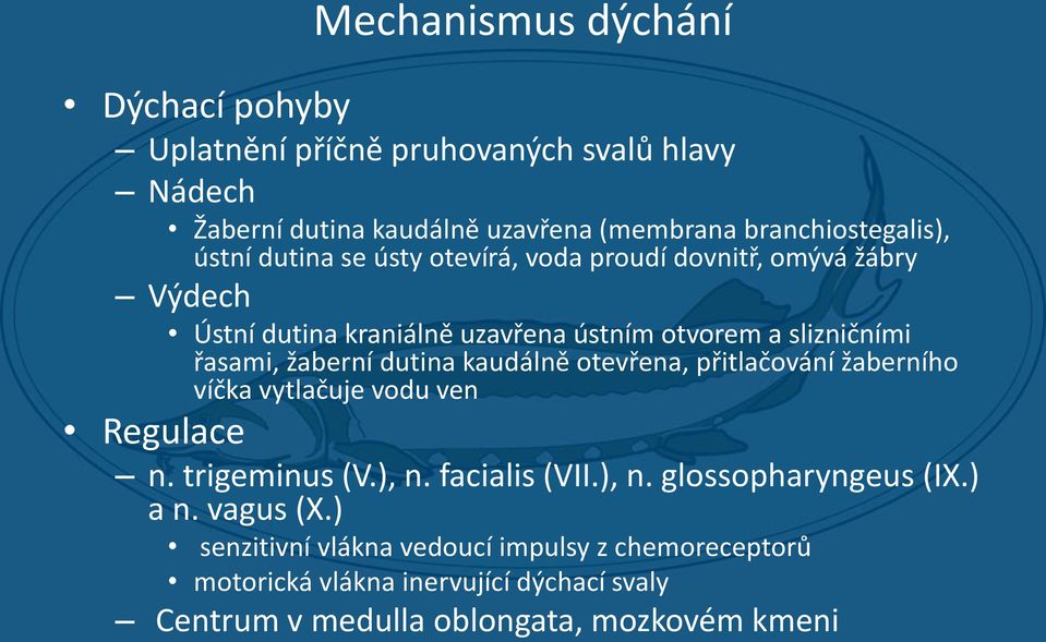 dutina kaudálně otevřena, přitlačování žaberního víčka vytlačuje vodu ven Regulace n. trigeminus (V.), n. facialis (VII.), n. glossopharyngeus (IX.