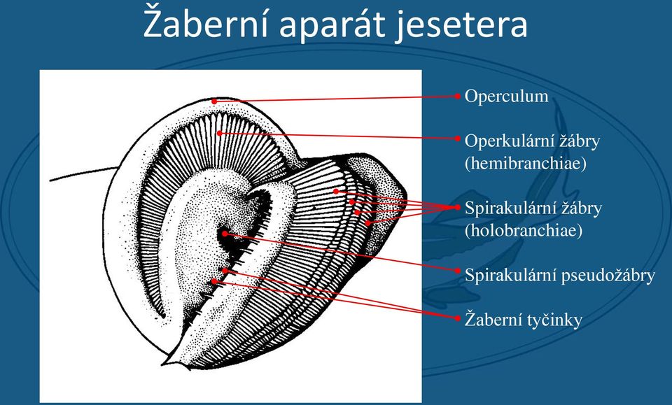 Spirakulární žábry (holobranchiae)