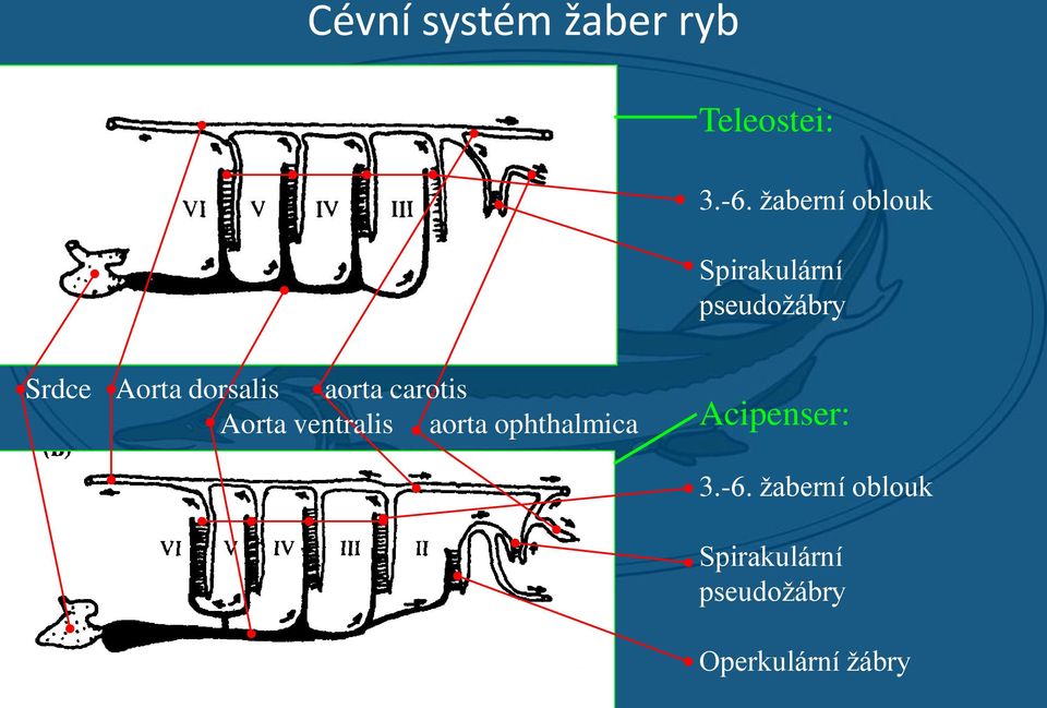 dorsalis aorta carotis Aorta ventralis aorta