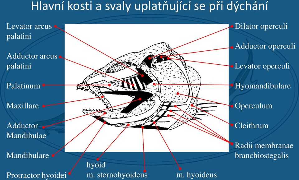 hyoidei hyoid m. sternohyoideus m.