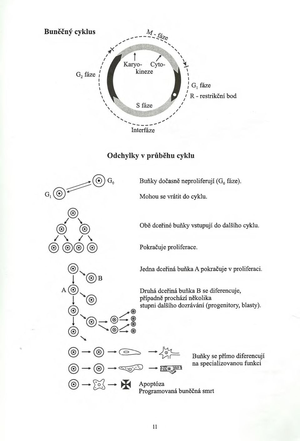 B Jedna dceřiná buňka A pokračuje v proliferaci.