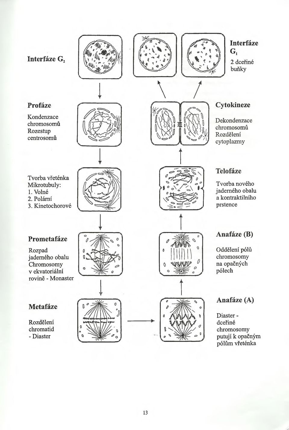 Kinetochorové Telofáze Tvorba nového jaderného obalu a kontraktilního prstence Prometafáze Rozpad jaderného obalu Chromosomy v