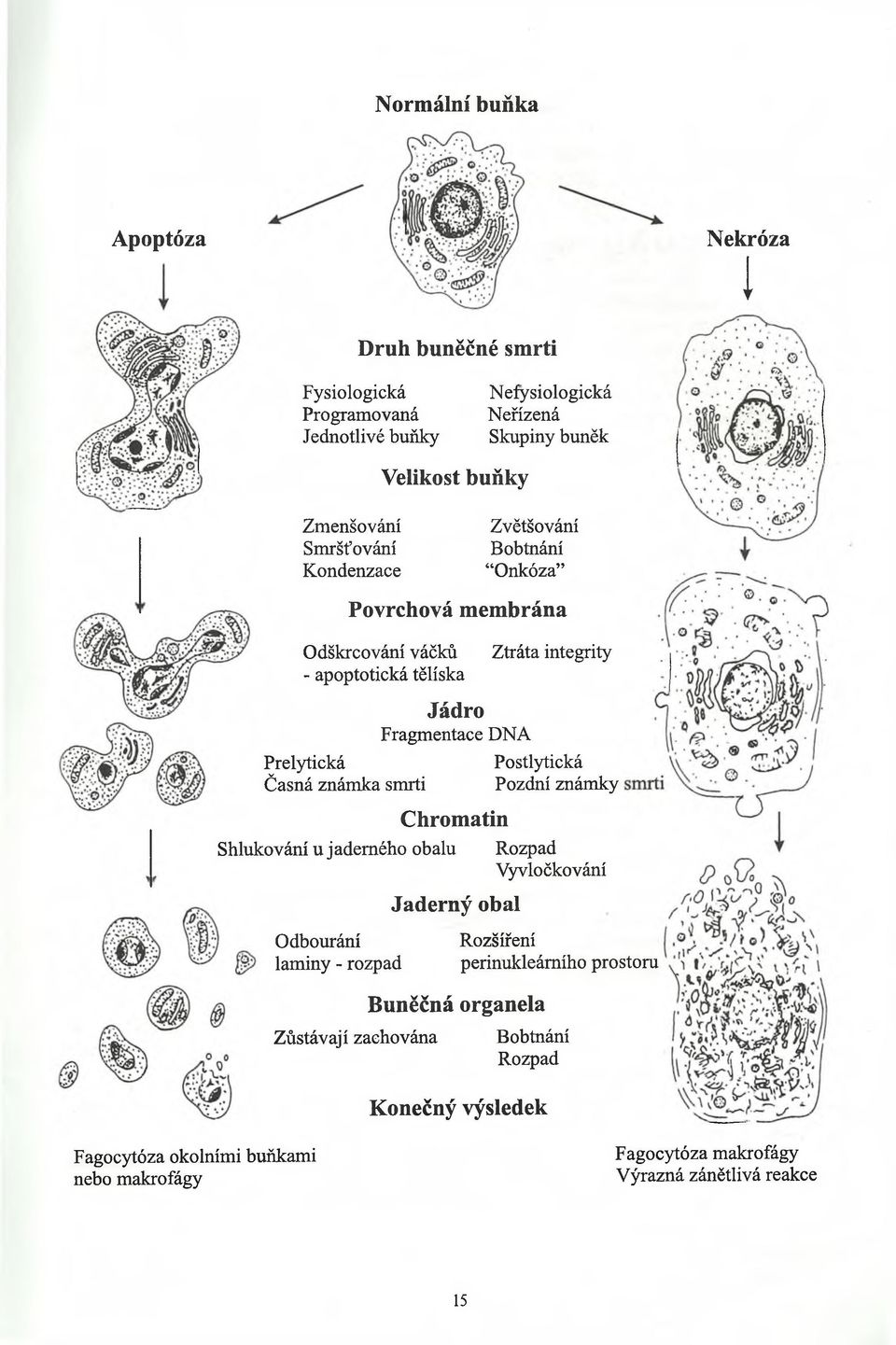 Chromatin Shlukování u j adem ého obalu Odbourání laminy - rozpad Zůstávají zachována Jaderný obal Buněčná organela Ztráta integrity Postlytická Pozdní znám ky