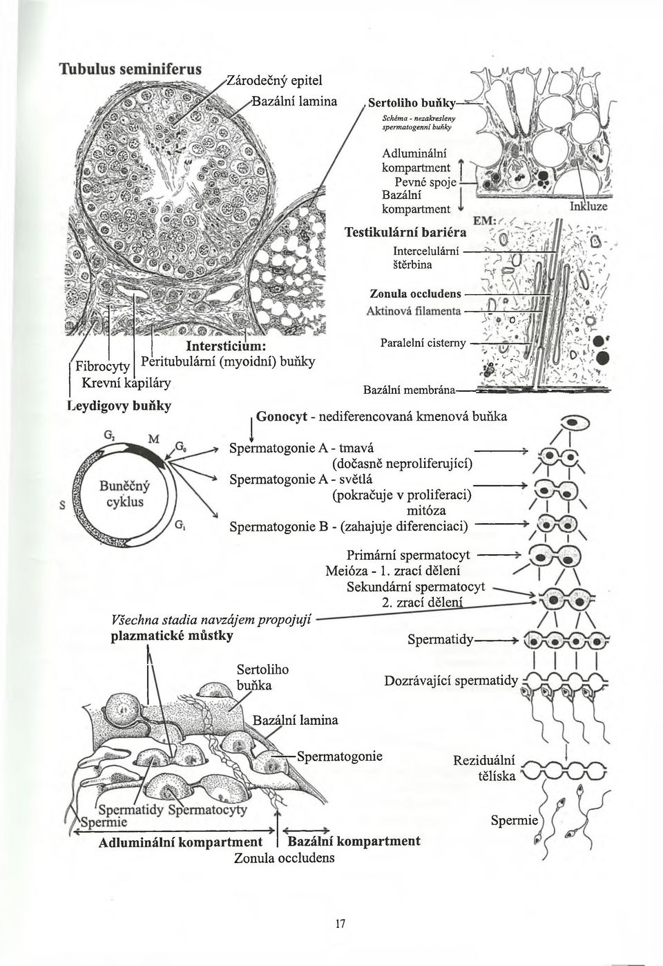 - tmavá (dočasně neproliferující) Spermatogonie A - světlá (pokračuje v proliferaci) mitóza Spermatogonie B - (zahajuje diferenciaci) W-- r^-m Všechna stadia navzájem propojují plazmatické můstky