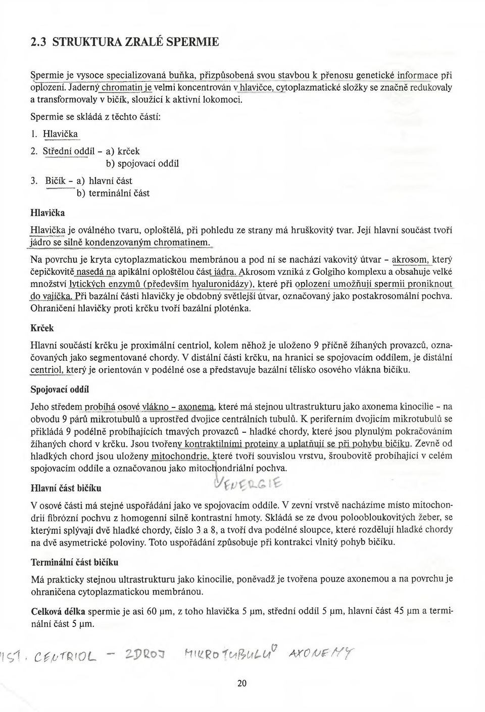 Střední oddíl - a) krček b) spojovací oddíl 3. Bičík - a) hlavní část b) terminální část Hlavička Hlavička je oválného tvaru, oploštělá, při pohledu ze strany má hruškovitý tvar.