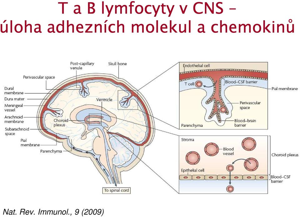 molekul a chemokinů