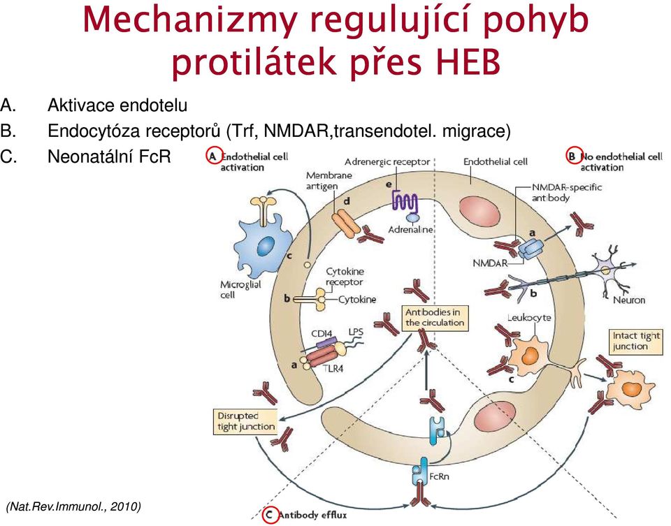 Endocytóza receptorů (Trf,