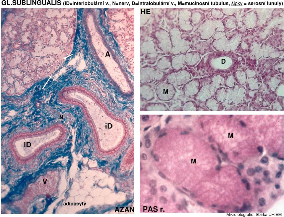 , M=mucinosní tubulus, šipky = serosní lunuly)