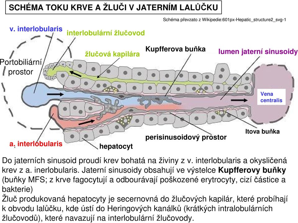 a. interlobularis hepatocyt perisinusoidový prostor Itova buňka Do jaterních sinusoid proudí krev bohatá na živiny z v. interlobularis a okysličená krev z a. inerlobularis.