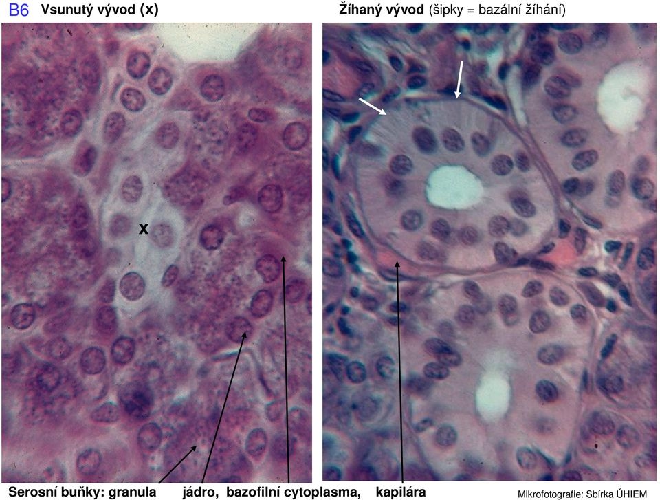 buňky: granula jádro, bazofilní