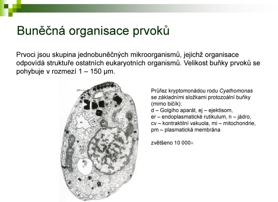 Průřez kryptomonádou rodu Cyathomonas se základními složkami protozoální buňky (mimo bičík): d Golgiho aparát,