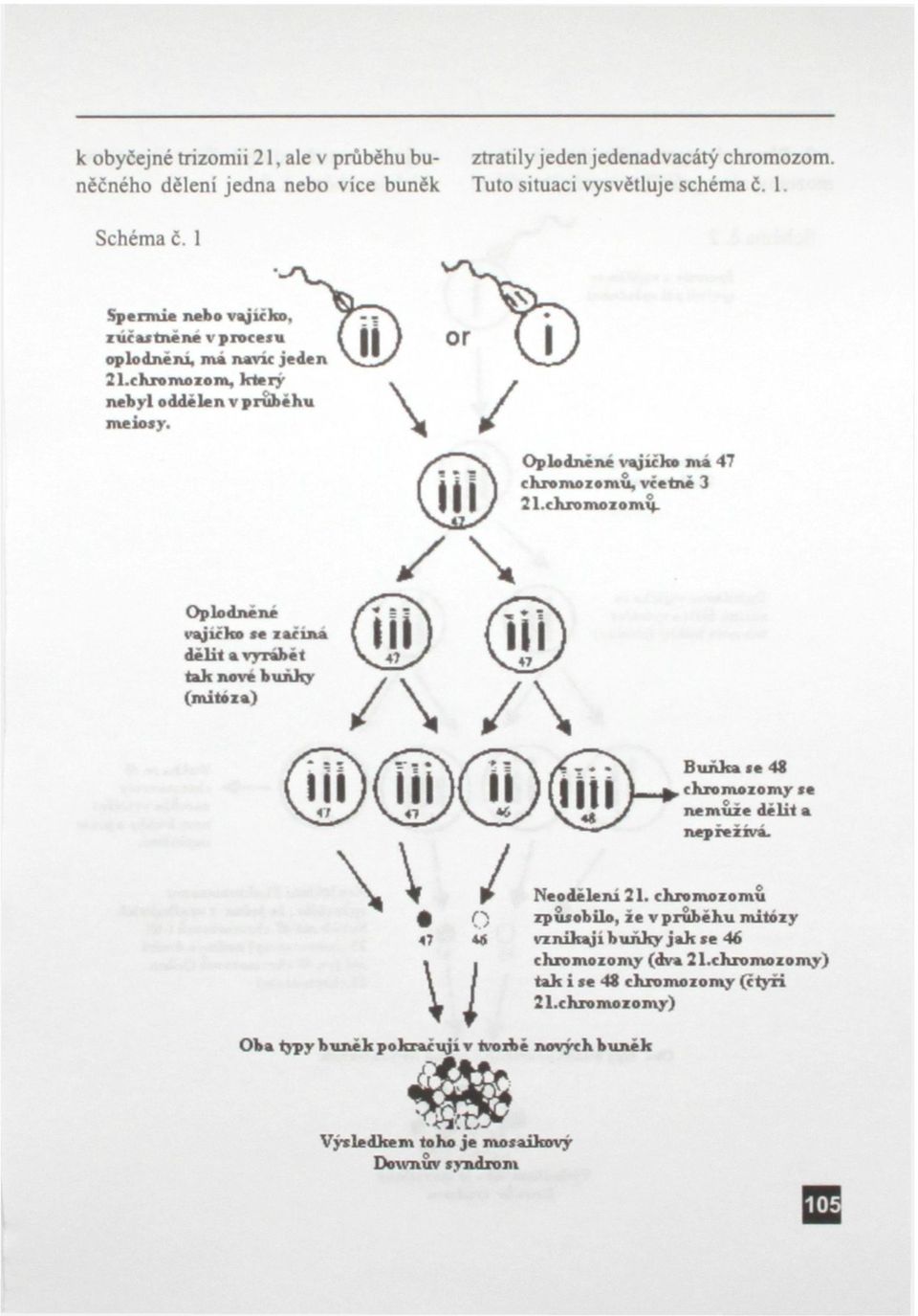 ckromoiomvj. Oplodněné vějičko te i ač ma dělit a vyrábět tak nove buňky (mitoia) Buňka >e 48 chromozomy >e nemůže dělit a nep rezivá. Neoděleiu 21.