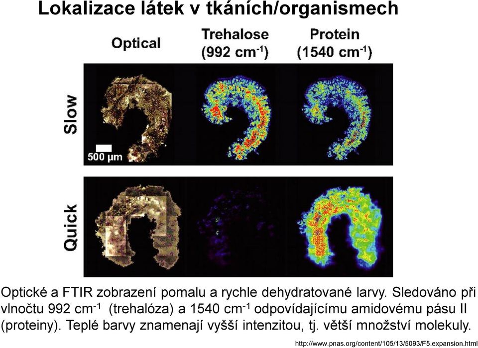 Sledováno při vlnočtu 992 cm -1 (trehalóza) a 1540 cm -1 odpovídajícímu amidovému