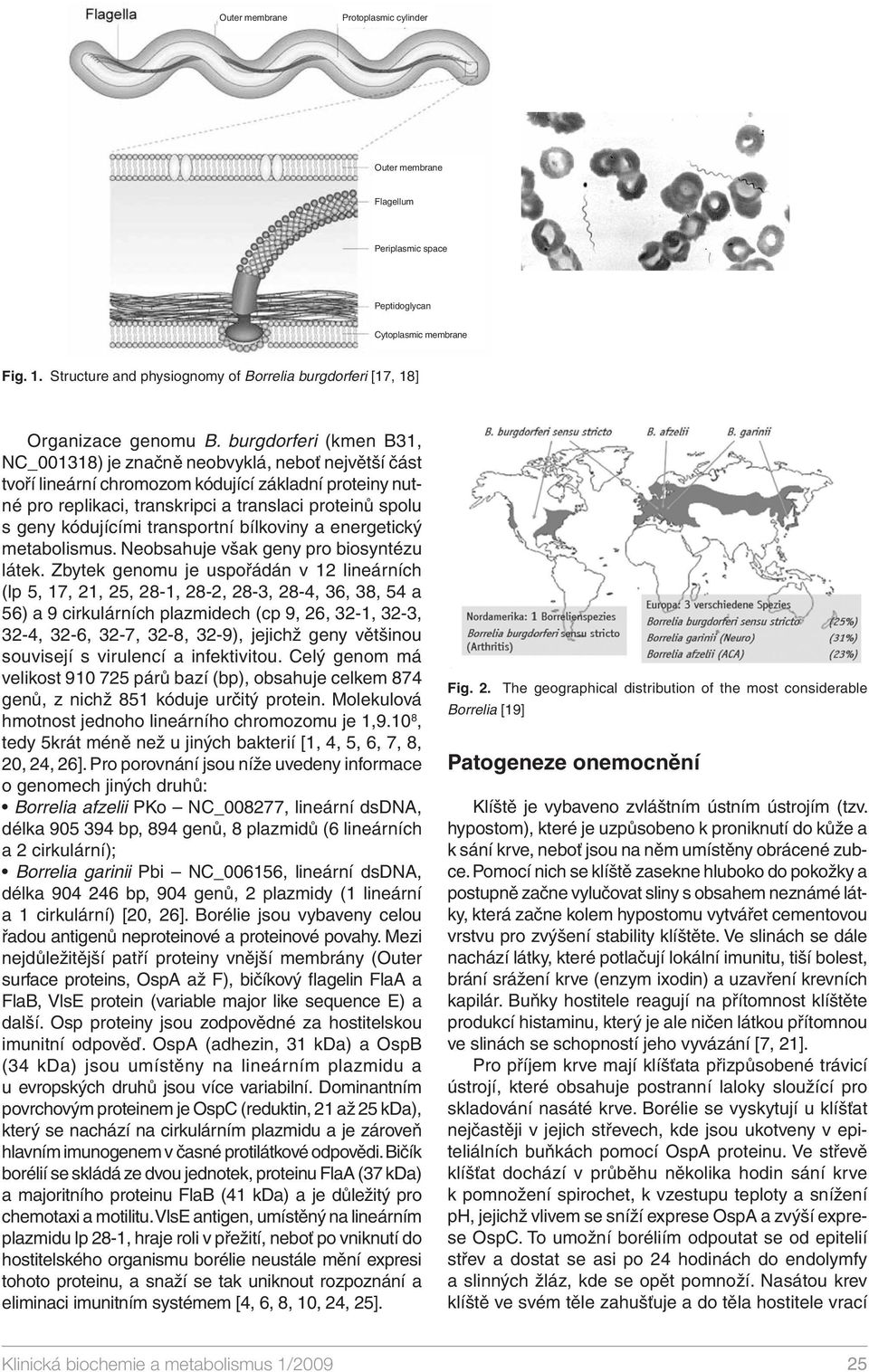 burgdorferi (kmen B31, NC_001318) je značně neobvyklá, neboť největší část tvoří lineární chromozom kódující základní proteiny nutné pro replikaci, transkripci a translaci proteinů spolu s geny