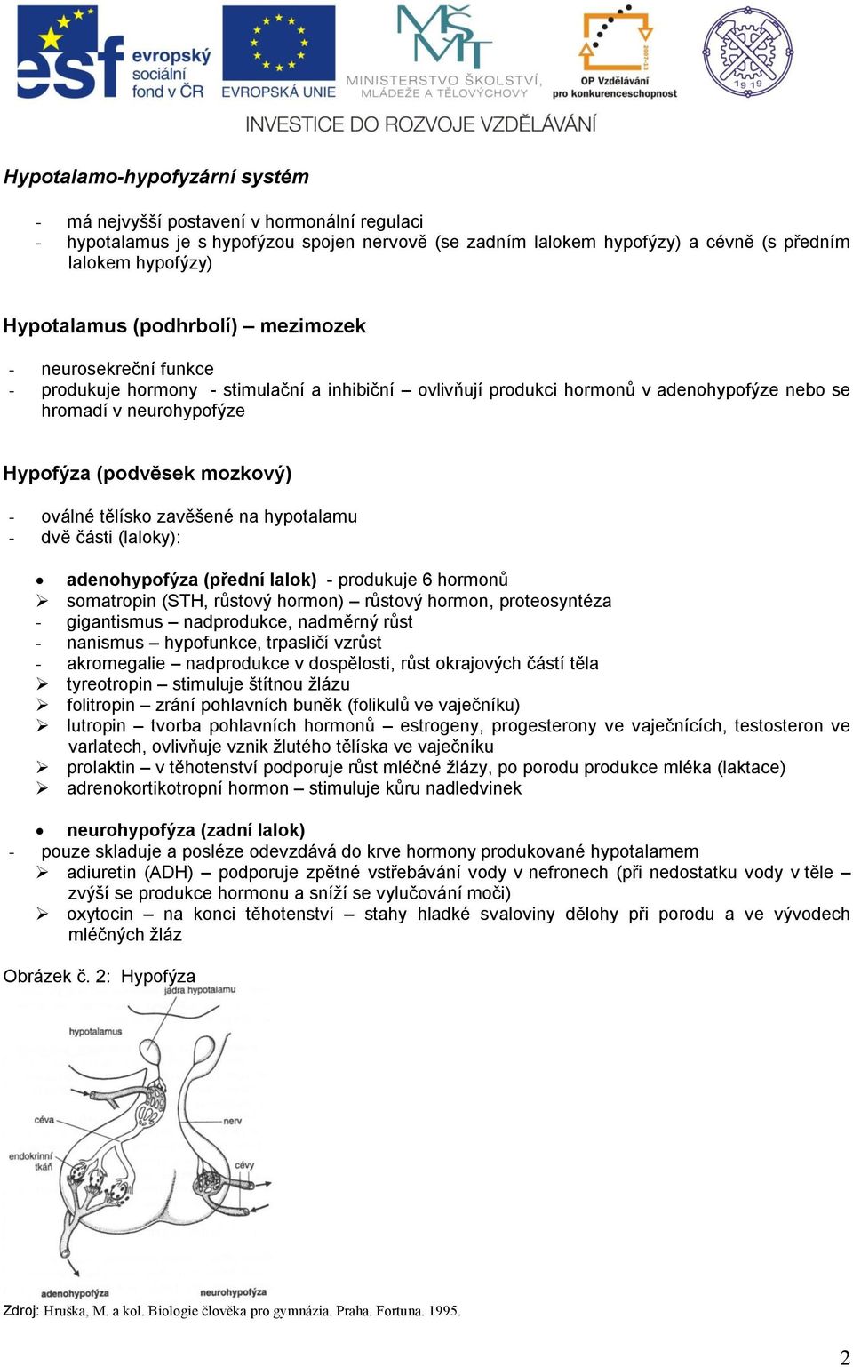 oválné tělísko zavěšené na hypotalamu - dvě části (laloky): adenohypofýza (přední lalok) - produkuje 6 hormonů somatropin (STH, růstový hormon) růstový hormon, proteosyntéza - gigantismus