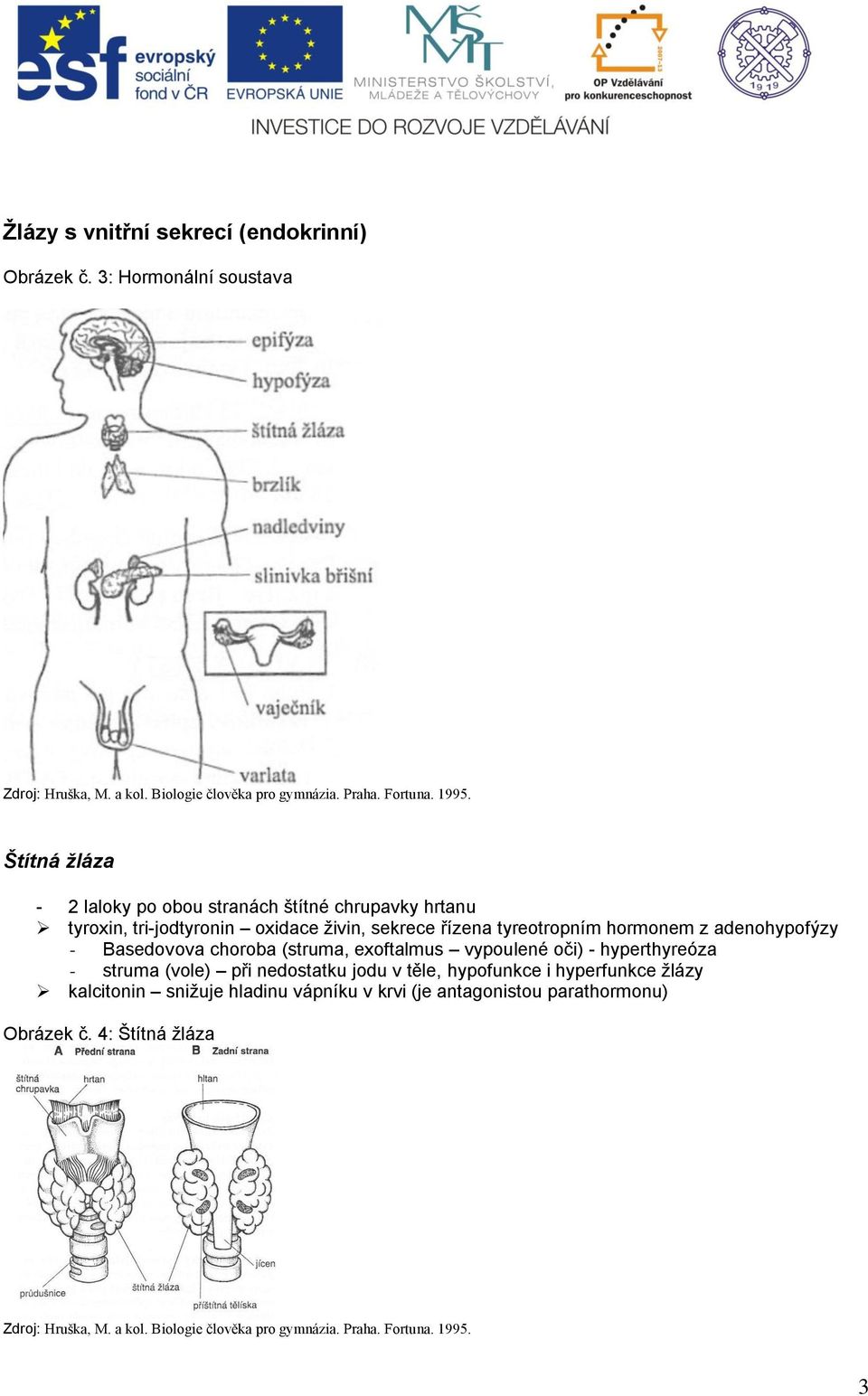 oxidace ţivin, sekrece řízena tyreotropním hormonem z adenohypofýzy - Basedovova choroba (struma, exoftalmus vypoulené