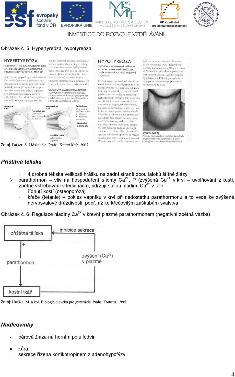 kostí, zpětné vstřebávání v ledvinách), udrţují stálou hladinu Ca 2+ v těle - řídnutí kostí (osteoporóza) - křeče (tetanie) pokles vápníku v krvi při nedostatku parathormonu a to vede