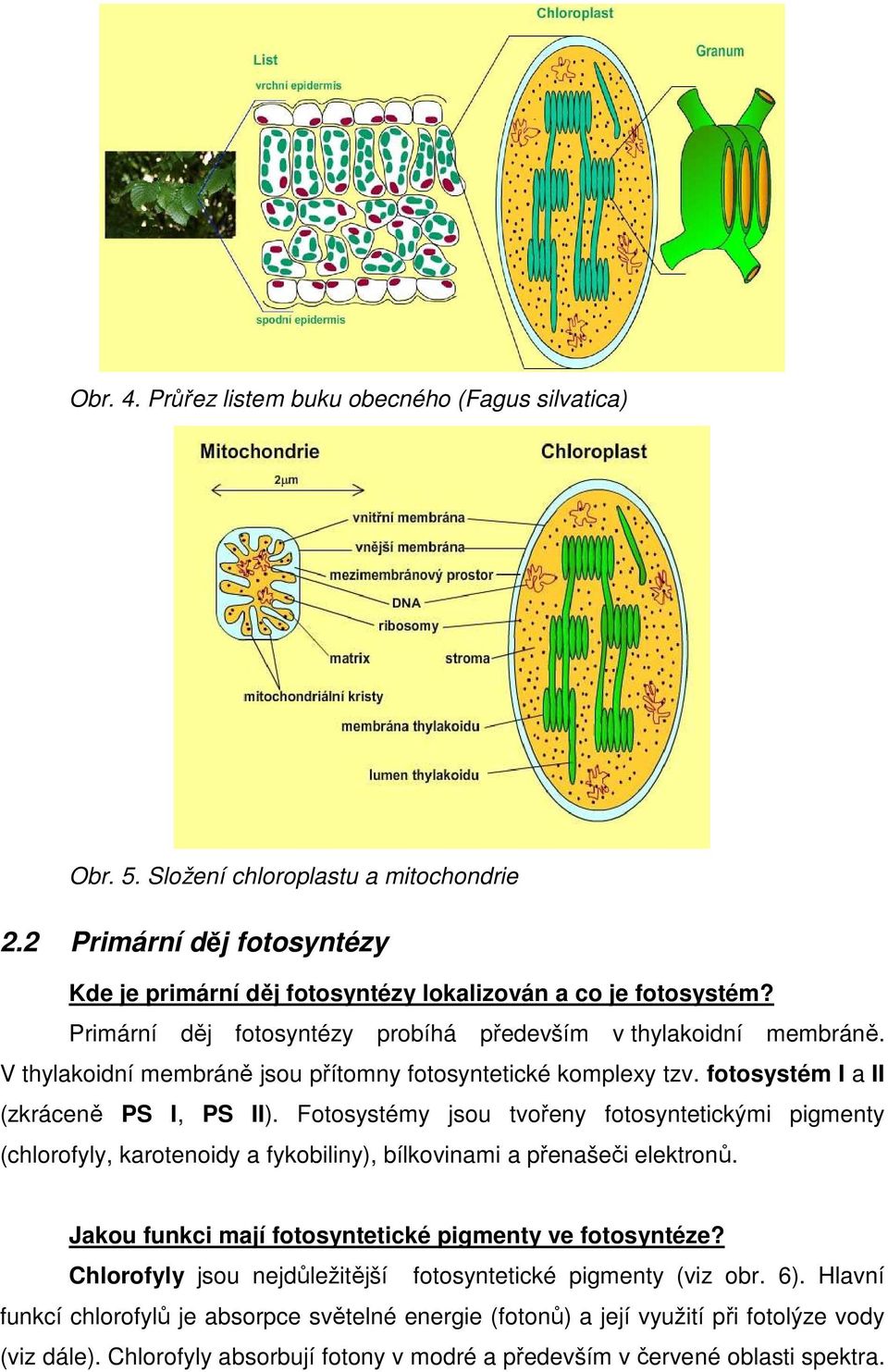 Fotosystémy jsou tvořeny fotosyntetickými pigmenty (chlorofyly, karotenoidy a fykobiliny), bílkovinami a přenašeči elektronů. Jakou funkci mají fotosyntetické pigmenty ve fotosyntéze?