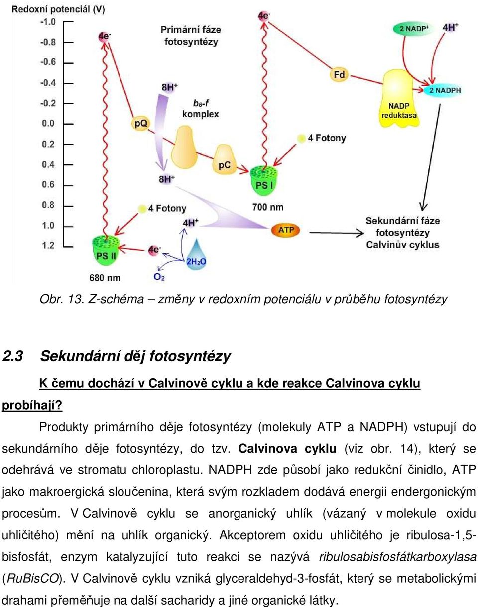 NADPH zde působí jako redukční činidlo, ATP jako makroergická sloučenina, která svým rozkladem dodává energii endergonickým procesům.