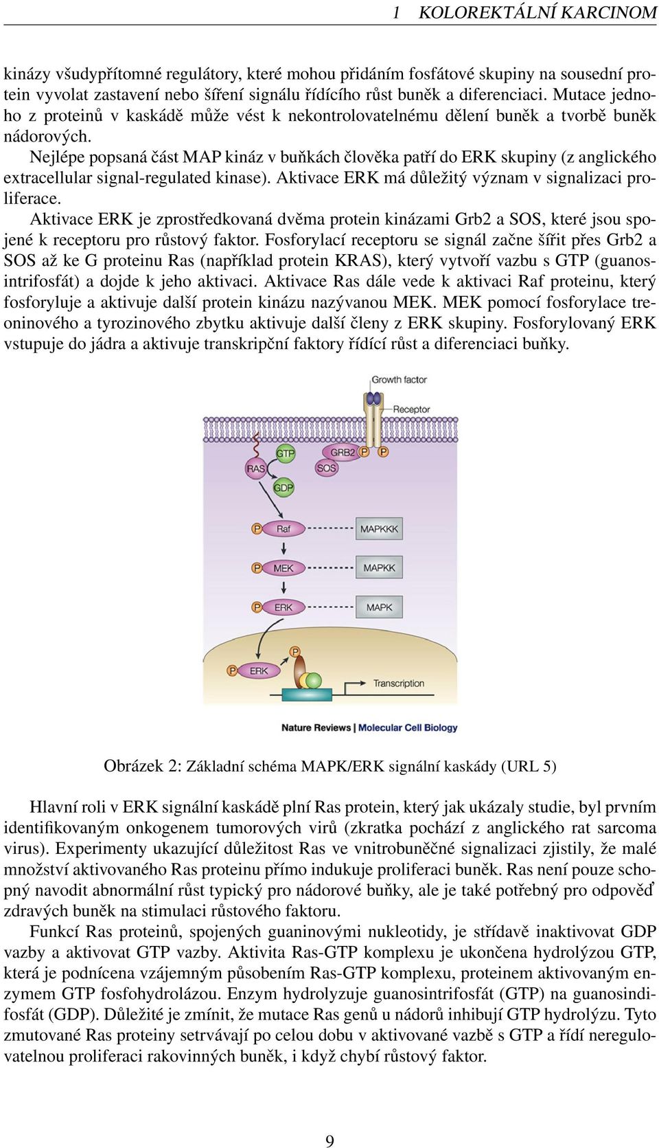 Nejlépe popsaná část MAP kináz v buňkách člověka patří do ERK skupiny (z anglického extracellular signal-regulated kinase). Aktivace ERK má důležitý význam v signalizaci proliferace.