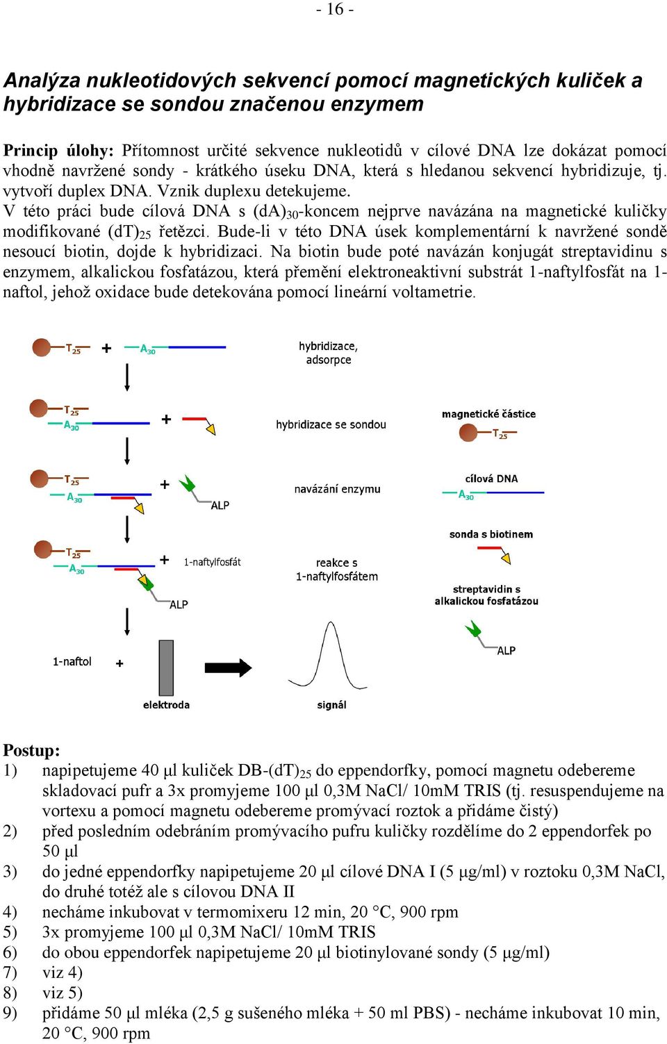 V této práci bude cílová DNA s (da) 30 -koncem nejprve navázána na magnetické kuličky modifikované (dt) 25 řetězci.