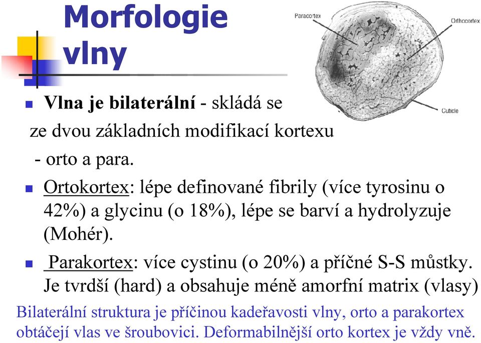 Parakortex: více cystinu (o 20%) a příčné S-S můstky.