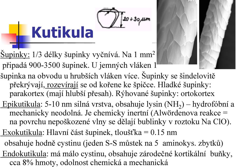 Rýhované šupinky: ortokortex Epikutikula: 5-10 nm silná vrstva, obsahuje lysin (NH 2 ) hydrofóbní a mechanicky neodolná.