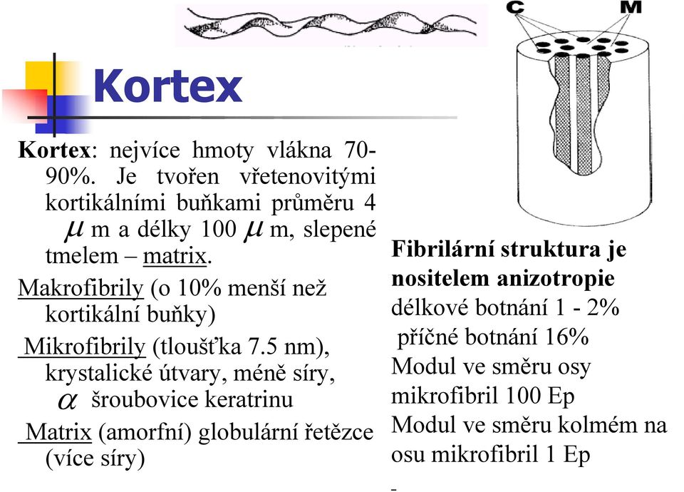 Makrofibrily (o 10% menší než kortikální buňky) Mikrofibrily (tloušťka 7.