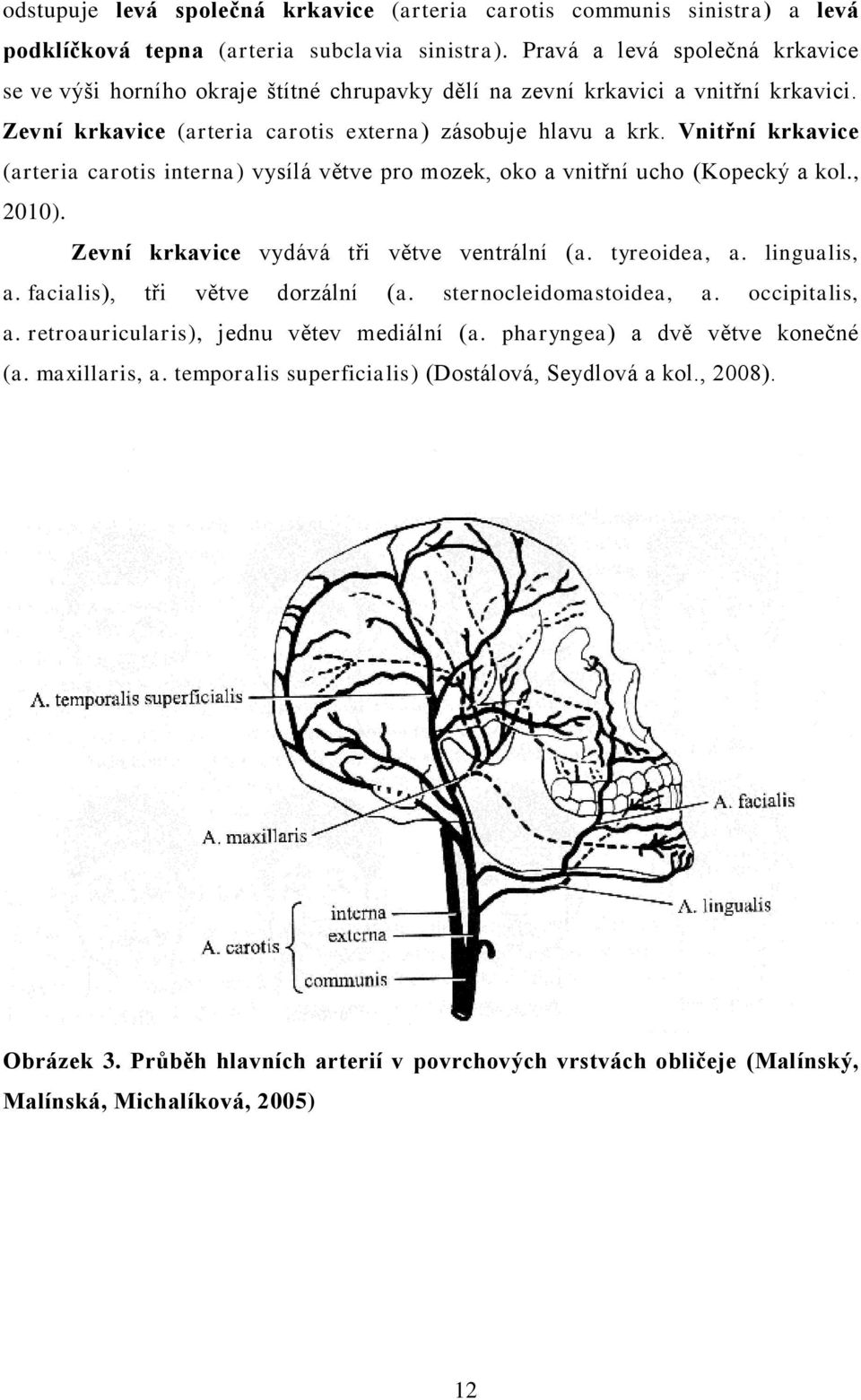 Vnitřní krkavice (arteria carotis interna) vysílá větve pro mozek, oko a vnitřní ucho (Kopecký a kol., 2010). Zevní krkavice vydává tři větve ventrální (a. tyreoidea, a. lingualis, a.